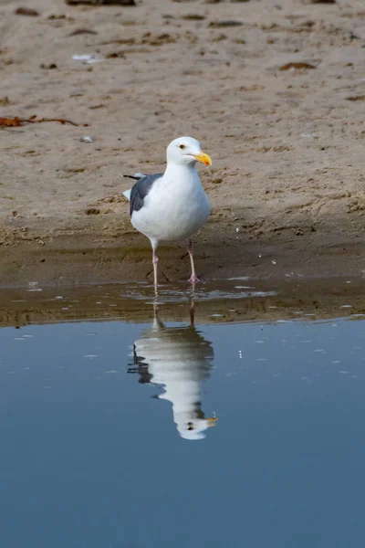 California Seagull Vadar Längs Stranden Lagunen Med Reflektion Visar Vattenytan — Stockfoto