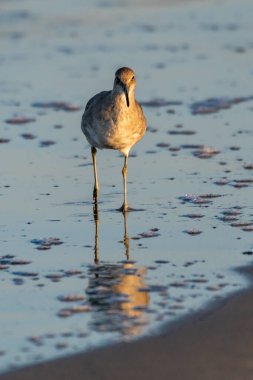 En azından Sandpiper sahildeki köpüren kıyı şeridi boyunca koşar. Sahilin sığ ve nemli kumları sabah yemeği için yansıtır..