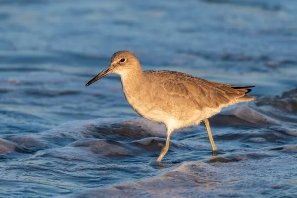 Legkevesebb Sandpiper Gázol Emelkedő Óceáni Víz Tengerparton Keresi Reggeli Élelmiszer — Stock Fotó