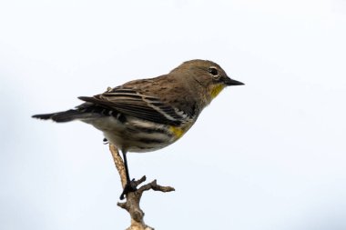Dişi Sarı Kıvırcık Bülbül, parlak sabah gökyüzüne karşı ağaç dalına sıkıca tutunur..