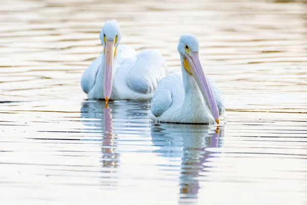 Weiße Pelikane Schwimmen Entlang Der Reflektierenden Teichoberfläche Geradeaus Während Der — Stockfoto