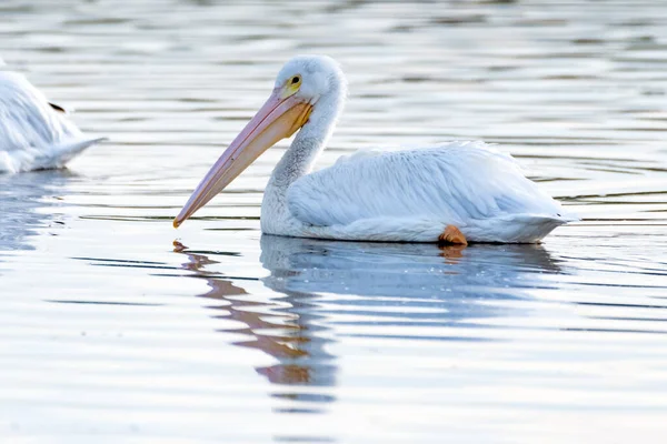 Weißpelikan Schwimmt Allein Entlang Der Reflektierenden Teichoberfläche Rechts Während Der — Stockfoto