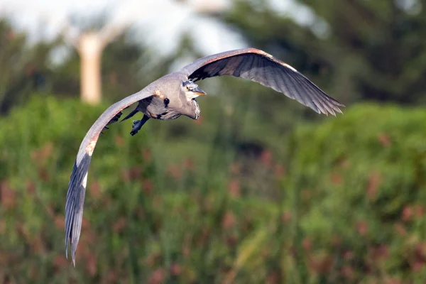 Μεγάλος Γαλάζιος Ήρων Απλώνει Φτερά Του Πλατιά Καθώς Πετάει Από — Φωτογραφία Αρχείου