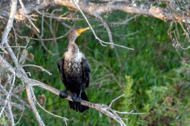Büyük ibikli karabatak kuşları gölgedeki lagün mangrov dalına perdeli ayaklarıyla tünemiş..