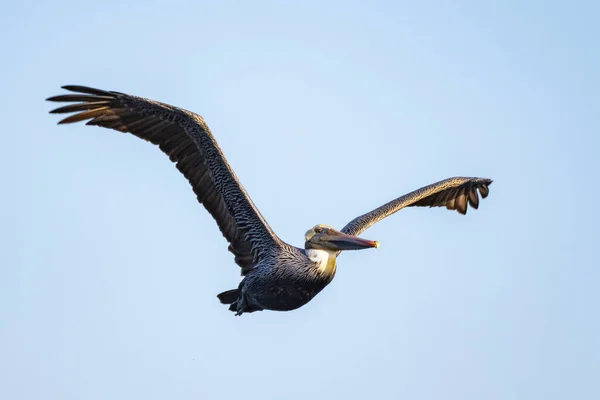 Καλιφόρνια Brown Pelican Πετάει Φτερά Ανοιχτά Και Την Κοιλιά Εκτεθειμένη — Φωτογραφία Αρχείου