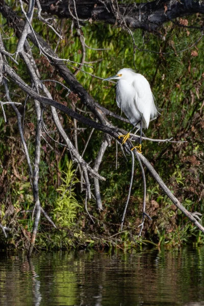 Schneeweißchenreiher Klammert Sich Einen Trockenen Astbarsch Der Mangrove Über Dem — Stockfoto