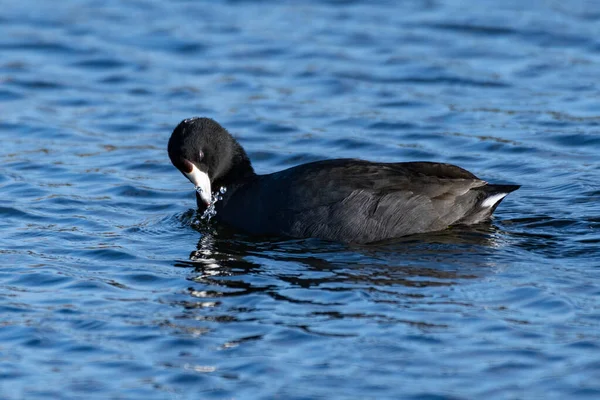 American Black Coot floats along the pond water surface making a splash while performing some self grooming on the feathers.