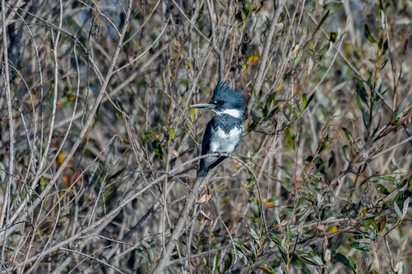 Belted Kingfisher Pájaro Satisfecho Posarse Rama Manglar Mientras Mira Izquierda —  Fotos de Stock