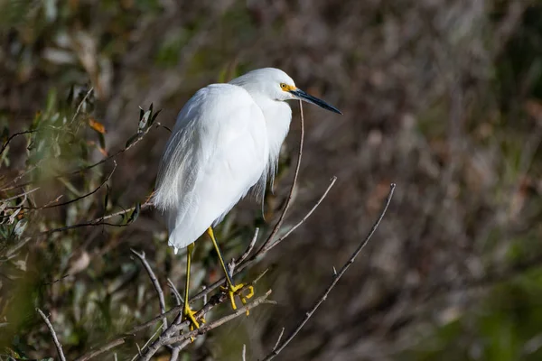 Grulla Blanca Nieves Aferra Una Rama Seca Posada Del Manglar — Foto de Stock