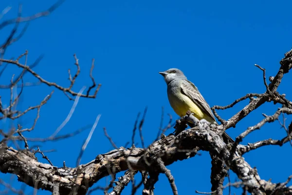 Says Phoebe Perched Top Deadwood Tree Bright Blue Sky Background — Stock Photo, Image