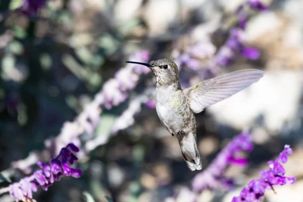 Annas Kolibrie Fladdert Snel Vleugels Zweven Bij Lupine Wilde Bloem — Stockfoto