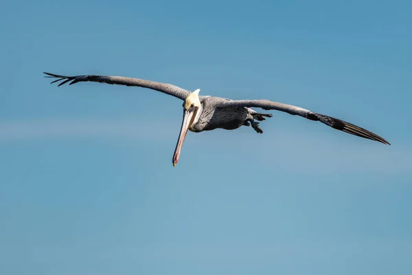California Brown Pelican Showing Huge Wingspan Wings Straight Out Gliding — Stock Photo, Image