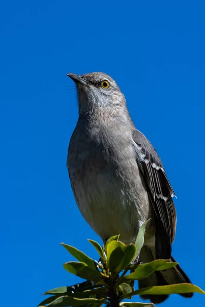 Zblízka Pohled Mockingbird Sedí Samém Vrcholu Stromu Ptáci Oko Pohled — Stock fotografie