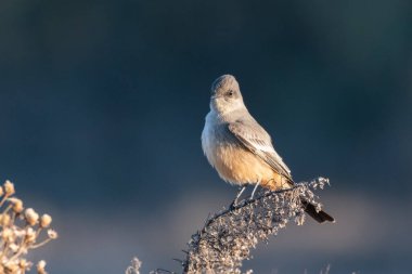 Diyor Phoebe parlak turuncu göğüs tüyleriyle dallara tünemiş ileriye bakıyor..