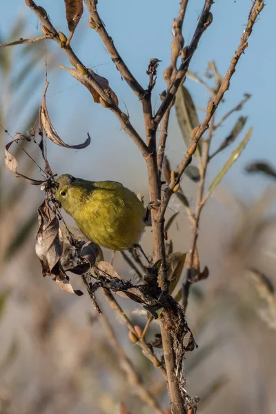 Arancione Incoronato Warbler Aggrappa Ramo Vegetazione Mentre Guardando Staight Avanti — Foto Stock