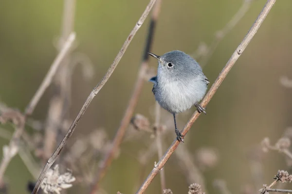 Blue Gray Gnatcher Lpí Větvi Vegetace Kroutí Krkem Aby Podíval — Stock fotografie