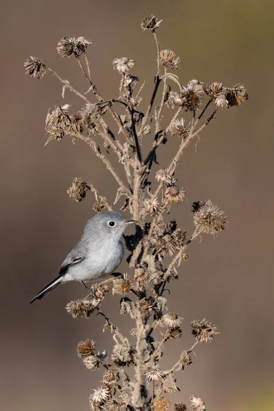 Blå Grå Gnatcatcher Klamrar Sig Fast Vid Vegetation Gren Medan — Stockfoto