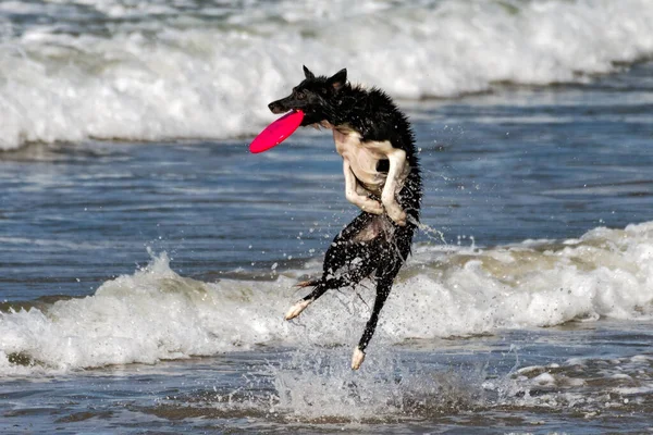 Okyanus Suyundan Atlayan Atletik Çoban Köpeği Havada Uçan Bir Frizbi — Stok fotoğraf