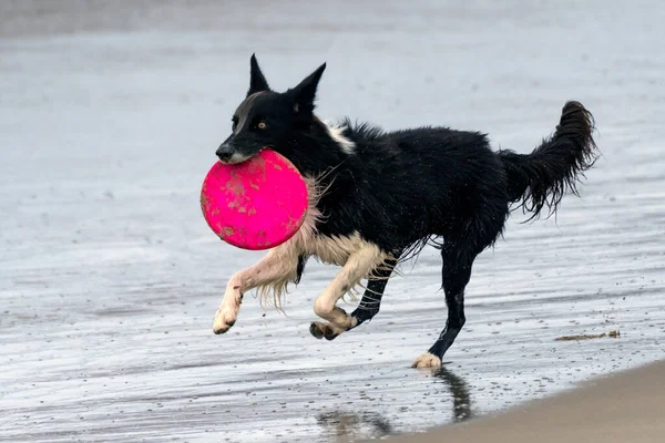 Heyecanlı Colie Köpeği Islak Kumdan Frizbi Oyuncağını Alıyor Ağzında Oyuncakla — Stok fotoğraf