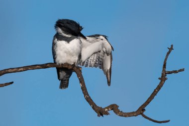 Erkek kemerli Kingfisher uzanan bir kanat altında kendi kendine tımar ederken ölü odun dalına tutunur..