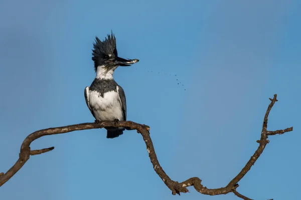 Αρσενικό Belted Kingfisher Προσκολλάται Στην Κούρνια Νεκρό Κλαδί Ξύλου Φτερό — Φωτογραφία Αρχείου