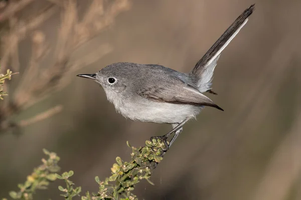 Bedårande Liten Bluegray Gnatcatcher Fågel Klamrar Sig Fast Vid Vegetation — Stockfoto