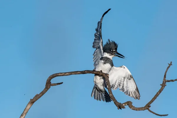 Masculino Belted Kingfisher Flings Gotas Água Abas Asas Coloridas Para — Fotografia de Stock