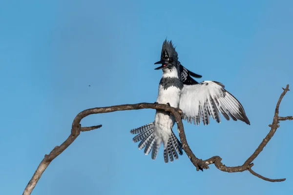 Αρσενικό Ζώνη Kingfisher Ανοιχτή Ράμφος Ταλαντεύεται Φτερωτά Φτερά Γύρω Για — Φωτογραφία Αρχείου