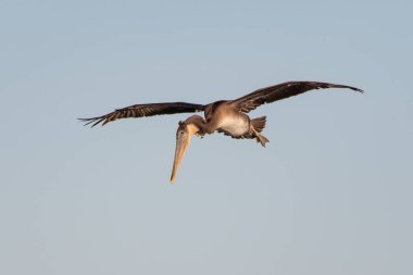 Kaliforniya Kahverengi Pelikanı, okyanus lagününün etrafındaki yaşam alışkanlıklarını ve içgüdülerini kullanarak havada daireler çizerek boynu kullanarak aşağıdakini görüyor..
