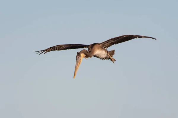Καλιφόρνια Brown Pelican Χρησιμοποιώντας Ένστικτο Και Τις Συνήθειες Επιβίωσης Γύρω — Φωτογραφία Αρχείου