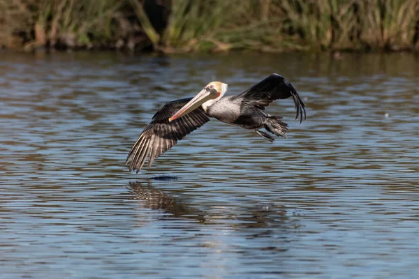 California Brown Pelican Usa Instinto Hábitos Supervivencia Alrededor Laguna Oceánica — Foto de Stock
