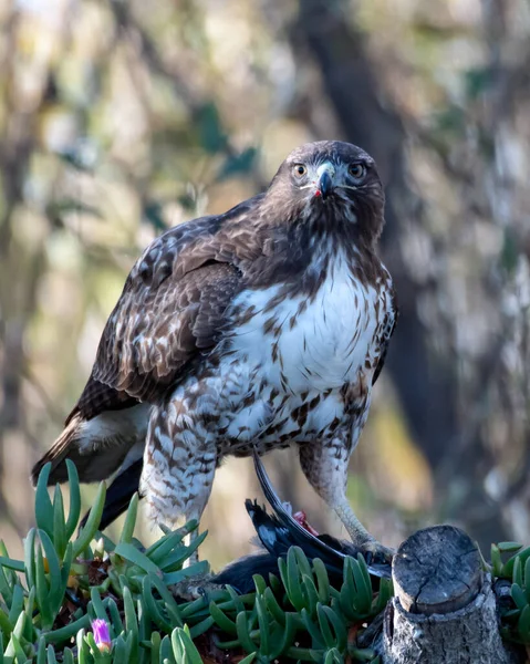 Πουλί Του Θηράματος Coppers Hawk Στέκεται Πάνω Τελευταία Σκοτώσει Του — Φωτογραφία Αρχείου