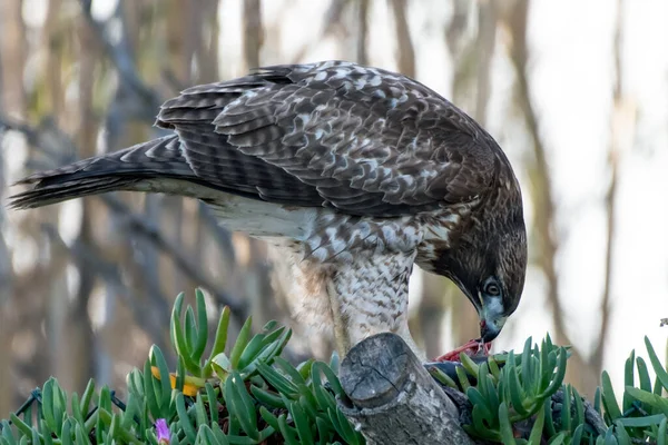 Πουλί Του Θηράματος Coppers Hawk Στέκεται Πάνω Από Την Τελευταία — Φωτογραφία Αρχείου