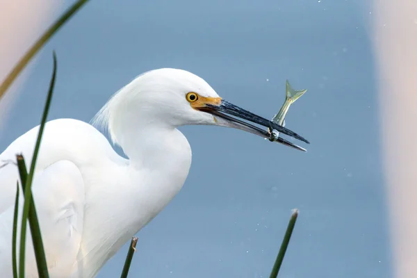 Snowy White Egret Prestes Engolir Peixes Anchova Recém Capturados Lagoa — Fotografia de Stock