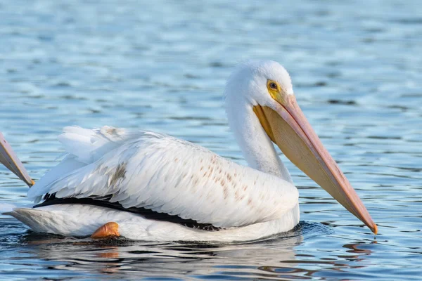 Pelican Blanc Flottant Travers Surface Eau Étang Avec Grandes Ailes — Photo