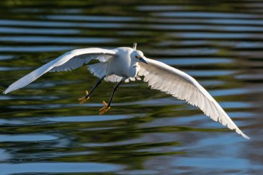 Zarif ve güzel Karlı Akbalıkçıl kuşunun gölet su yüzeyinde süzülürken geniş kanatları vardır..