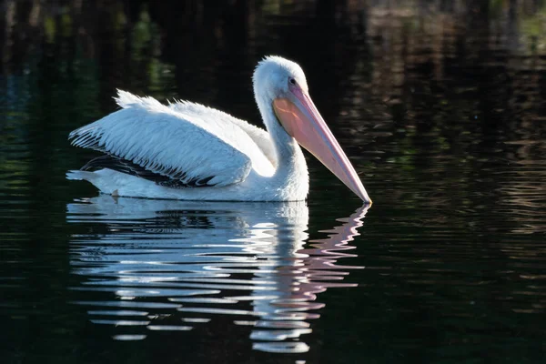 Rechtes Seitenprofil Großer Weißpelikan Schwimmt Auf Der Teichwasseroberfläche Mit Reflexion — Stockfoto