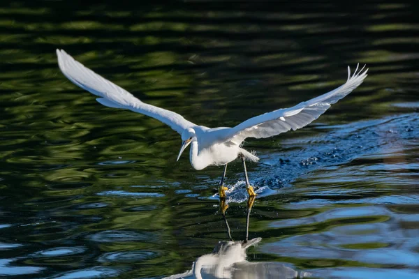 Kecses Gyönyörű Havas Fehér Egret Madár Fölözi Víz Felszínét Láb — Stock Fotó