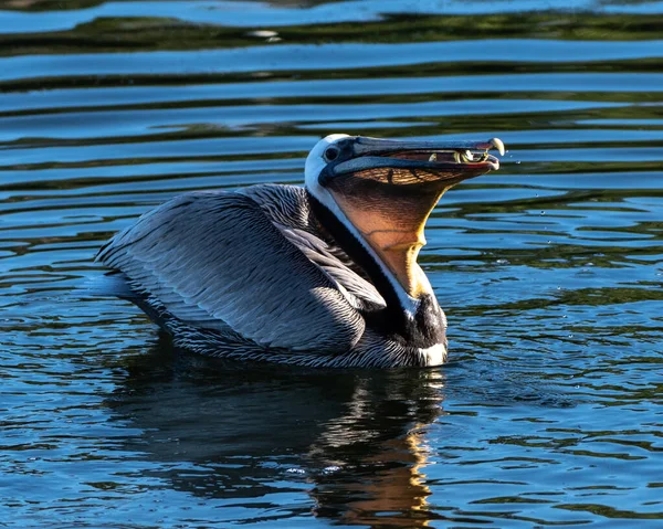 Large Brown Pelican Floats Pond Water Surface Reflection Swallow Mouthful — Stock Photo, Image