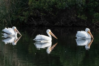 Üç beyaz pelikan yüzeye yansıyan gagalarıyla nehir suyunun sağ tarafına yüzüyor..