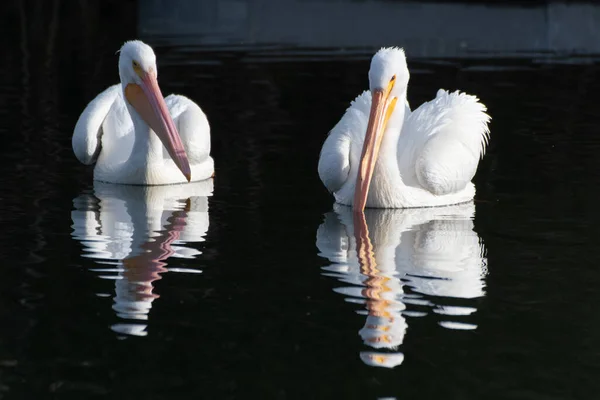 Paar Weißpelikane Haben Schnäbel Zueinander Gedreht Deren Spiegelung Sich Teichwasser — Stockfoto