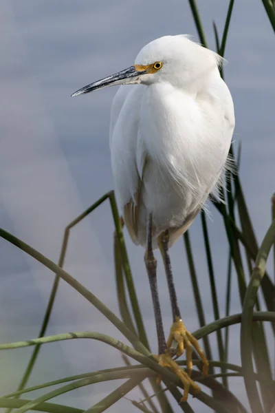 Ostrzec Snowy White Egret Okonie Trzciny Brzegu Stawu Podczas Patrząc — Zdjęcie stockowe