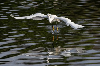Zarif beyaz balıkçıl, uçmak için kanatlarını açarken yansıyan gölet su yüzeyinde hafifçe ayaklarını kaydırır..