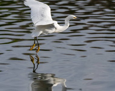 Zarif beyaz balıkçıl, kanat çırparken yansıyan gölet su yüzeyinden yükselir..