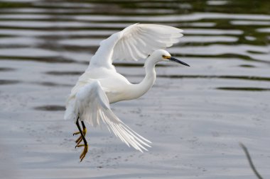 Zarif beyaz balıkçıl karaya kanatlarını açarken gölet suyu yüzeyine doğru iniyor..
