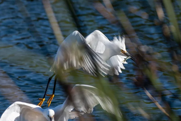 文图拉的冬日阳光明媚 雪白色的白鹭带着珍重的渔获物飞过池塘芦苇 — 图库照片