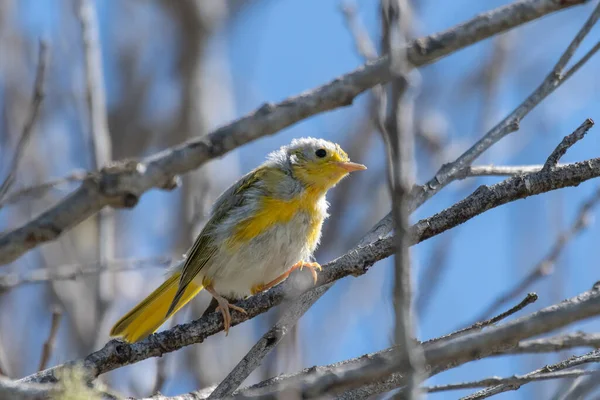 Bunte Junge Warber Vogel Mit Gerafften Federn Hockt Auf Einem — Stockfoto