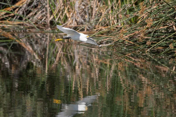 Gracioso Vuelo Grulla Blanca Nieves Con Reflexión Viajando Través Superficie — Foto de Stock