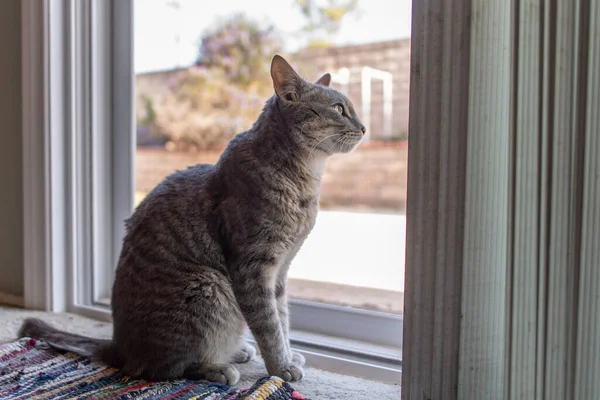 회색은 뒷마당을 보면서 앞에서 참을성있게 기다리고 고양이의 벗겼다 — 스톡 사진