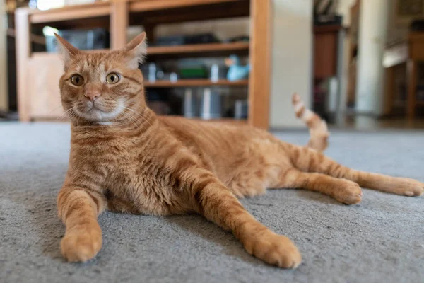 Naranja Despojado Tabby Gato Descansando Casa Alfombra Con Las Patas — Foto de Stock